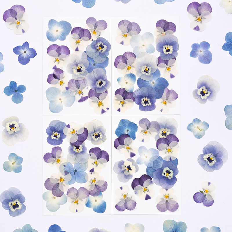 12pcs,Real Viola Cornuta Press - огляд і ціна Supplies Of Candle