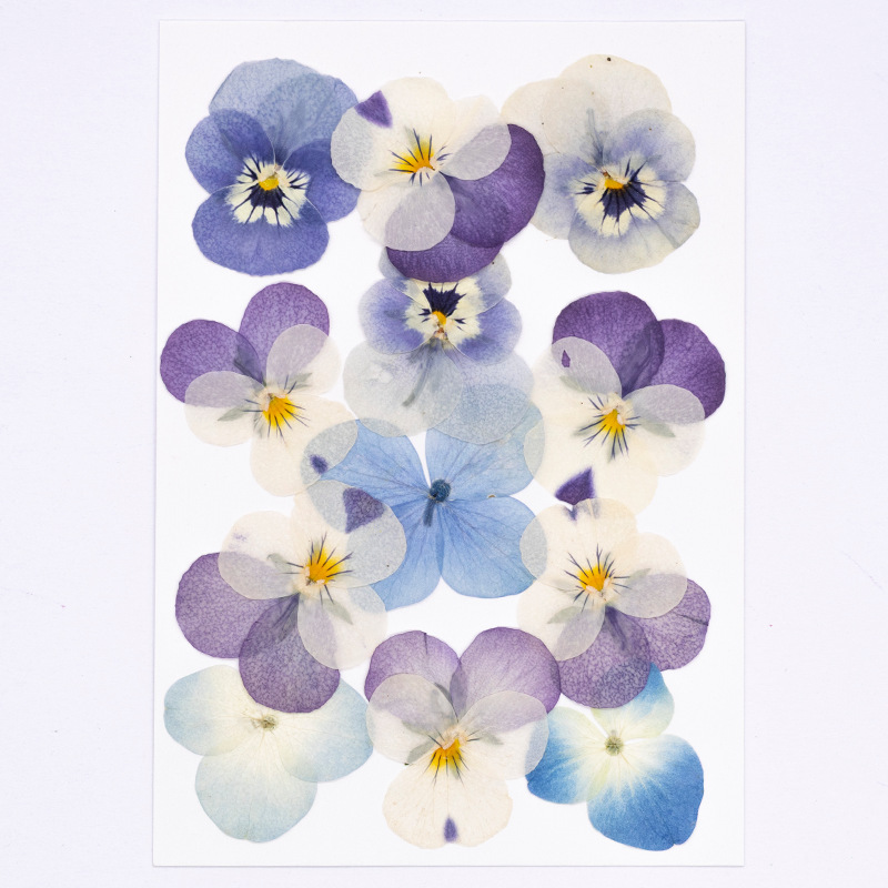 12pcs,Real Viola Cornuta Press - огляд і ціна Supplies Of Candle