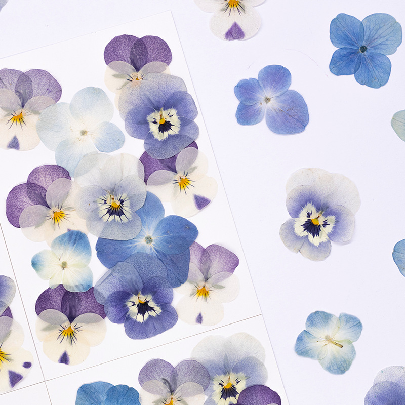 12pcs,Real Viola Cornuta Press - огляд і ціна Supplies Of Candle